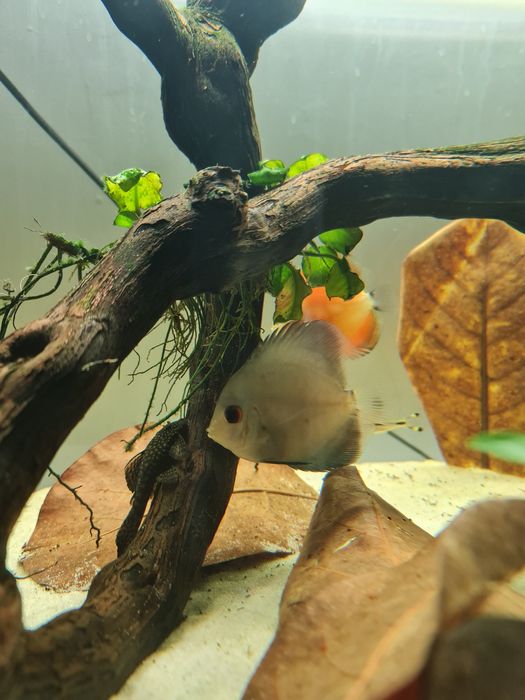 Discus diversos a partir de 7cm