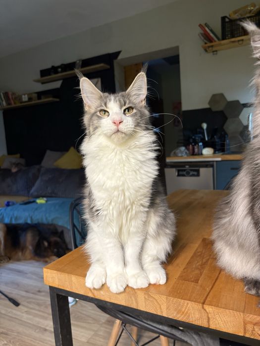 Kotka maine coon 7msc