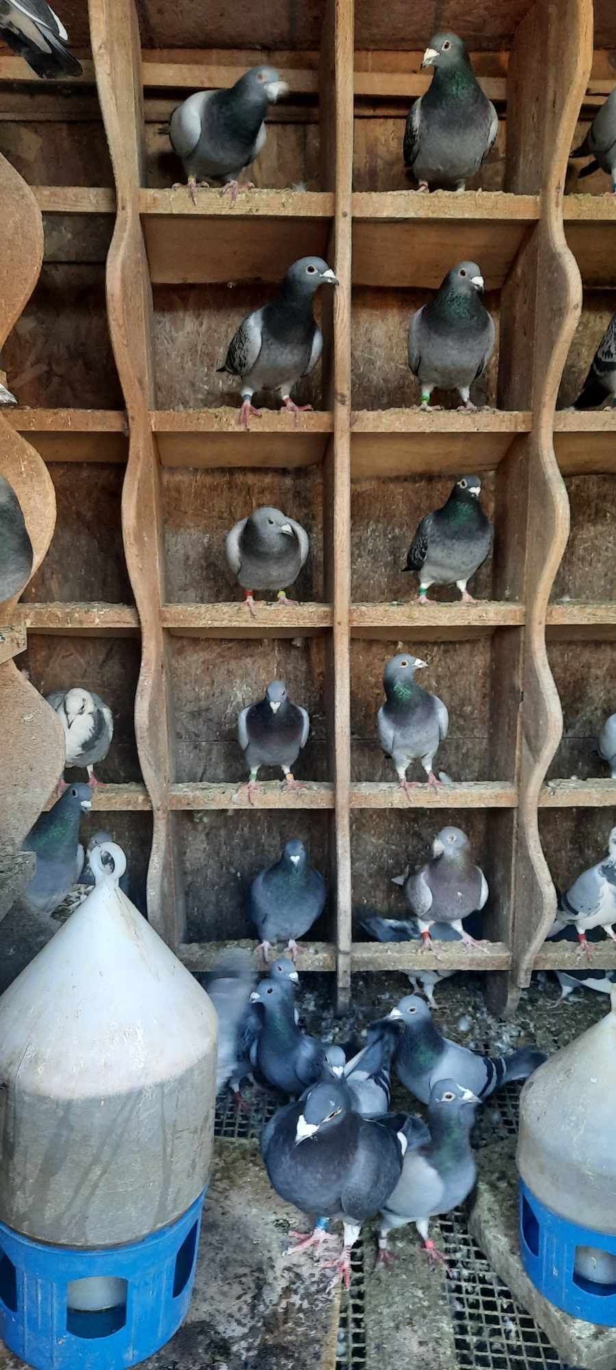Gołębie pocztowe częściowa likwidacja golebnika