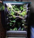 Gekon terrarium tropikalne 40x40x60