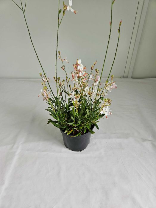 Gaura Graceful White 70 cm – bylina o białych kwiatach C2