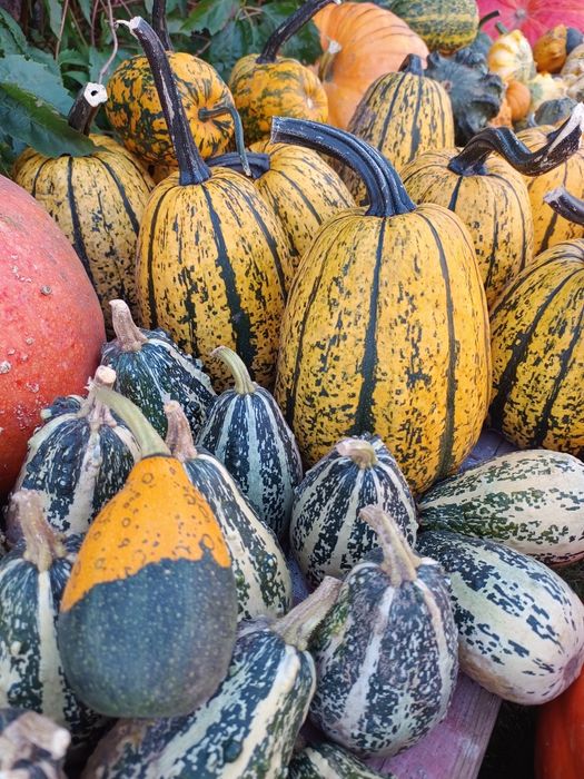 Dynie ozdobne i jadalne