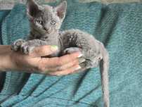 Devon rex niebieski puszek REZERWACJA!