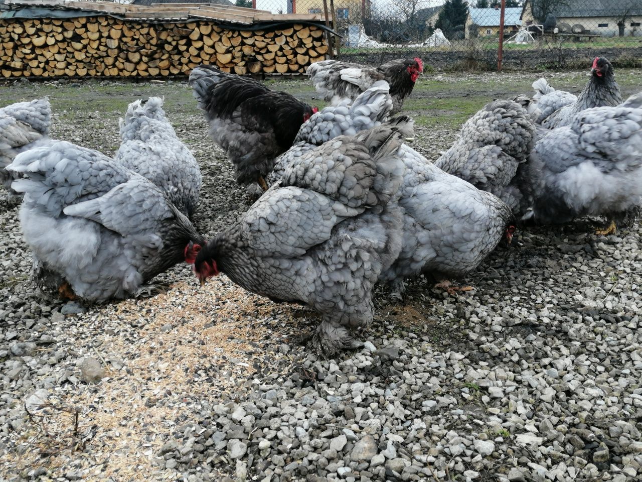 Jaja lęgowe jajka kur kochin niebieski złoty brahma srebrna kuropatwia