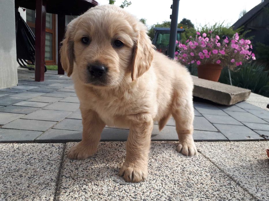 Golden Retriever