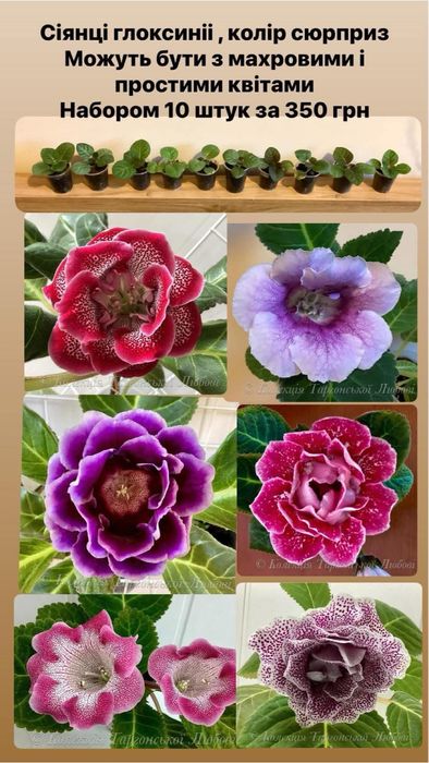Глоксинія набором