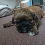 Shih Tzu piesek pięknie umaszczony