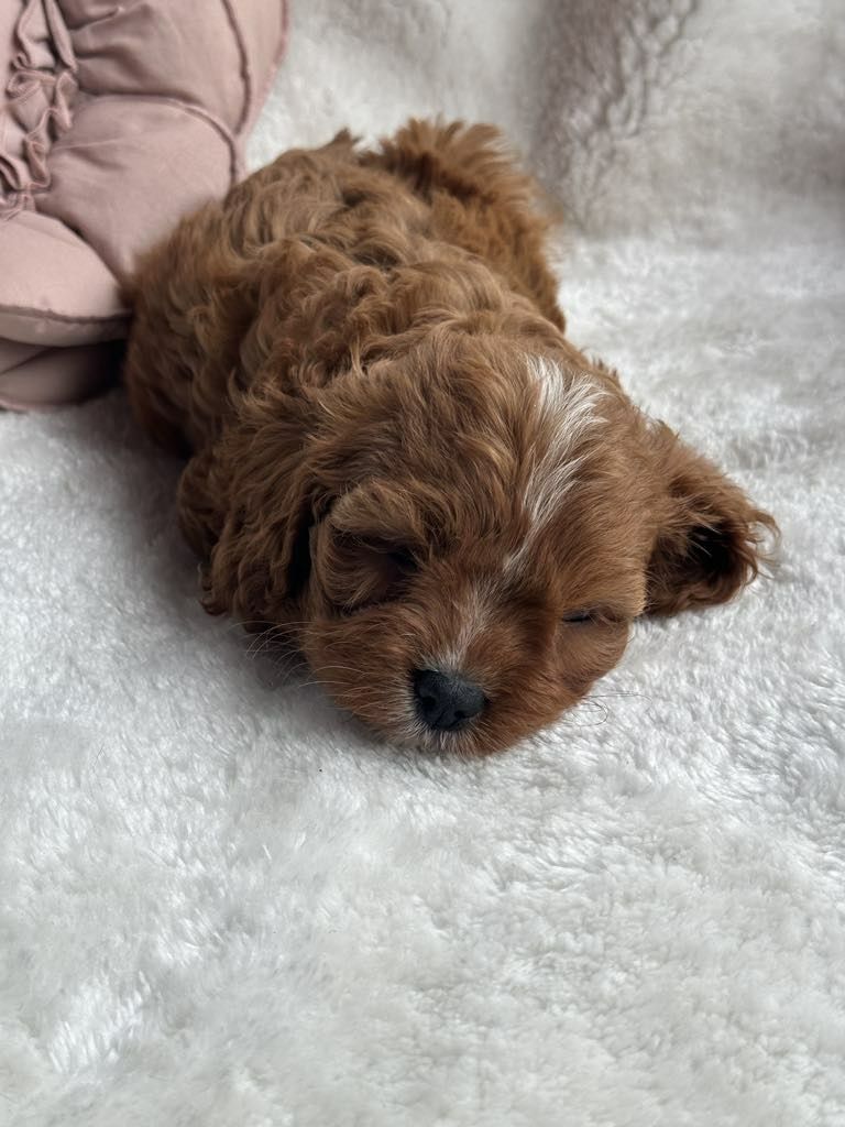 Przepiekny chlopiec Cavapoo