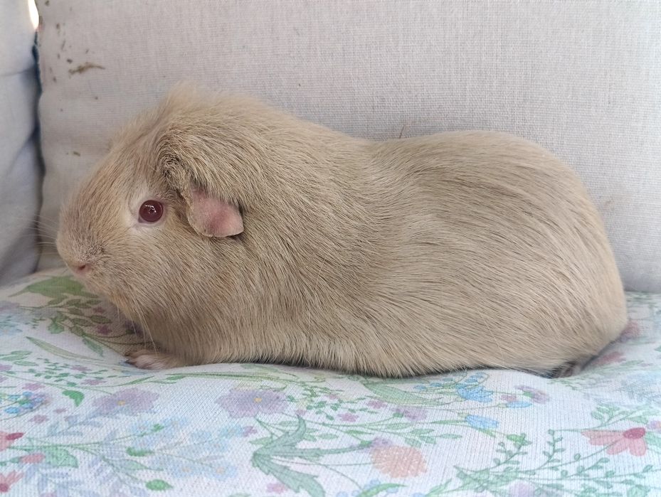 Para świnki morskie ,cavia domowa , świnka morska