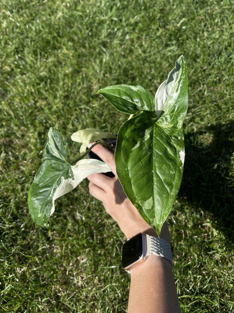 Syngonium variegata/ emerald gem