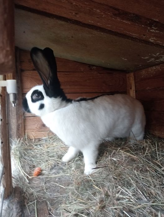 Samica srokacza zakocona