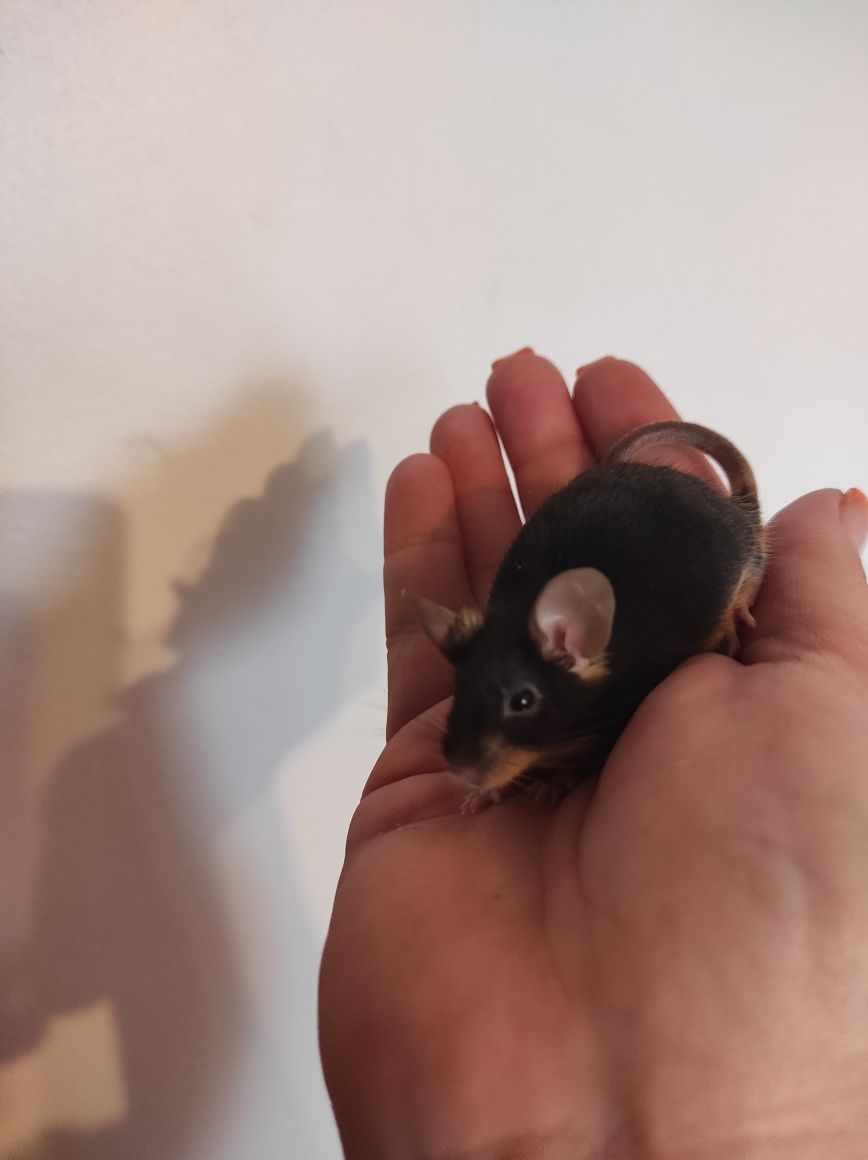 Rasowe myszki Black tan