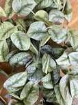 Scindapsus pictus trebie