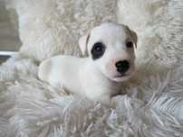 Suczka Jack Russell Terrier gładkowłosa gotowa do odbioru 2