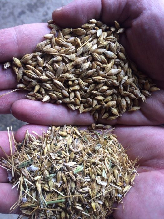 Czyszczalnia do zboża 5t Wialnia Separator do Zboża Proszkowo Malowany