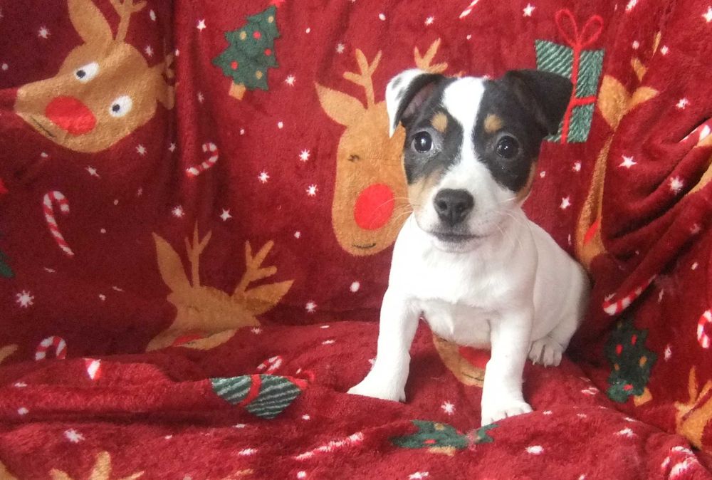 Jack Russel Terrier Fêmea