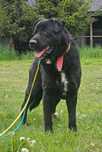 labrador mix Sandwicz szuka domu schronisko Zgierz-aktualne