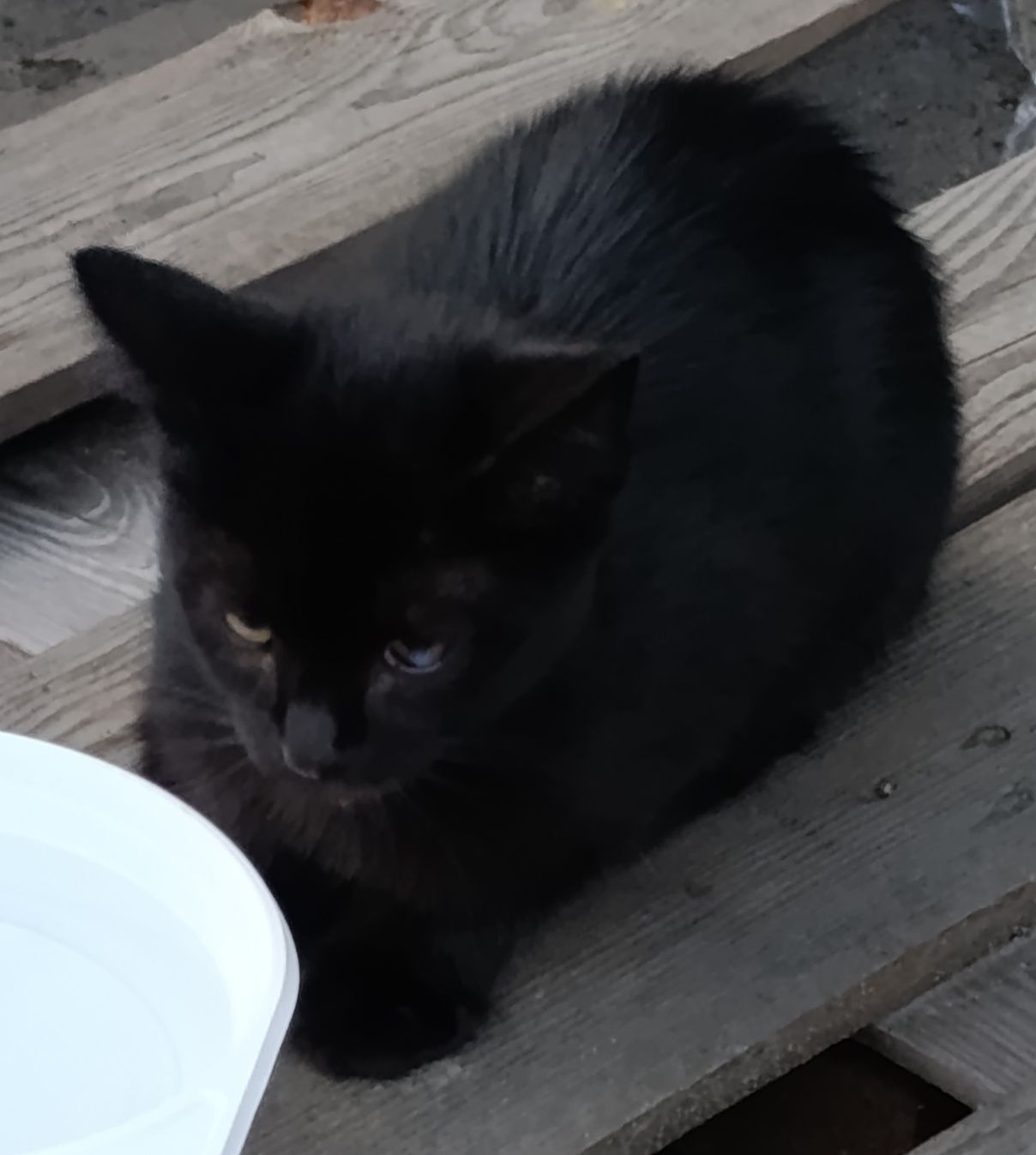 Милейшие котята ищут дом