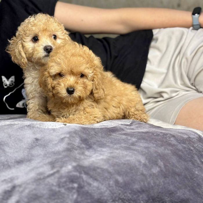 Плюшевый щенок мальтипу ждёт самую добрую семью!