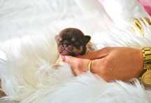 Chihuahua Cudowny Mini Chłopczyk