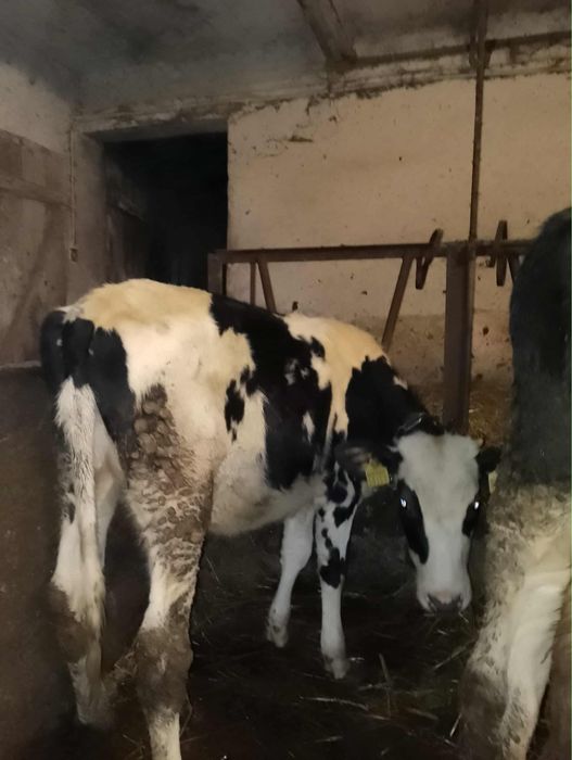 2 jałówki 150/160 kilo