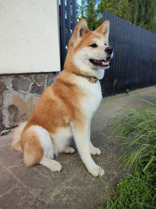 Перетримка собак