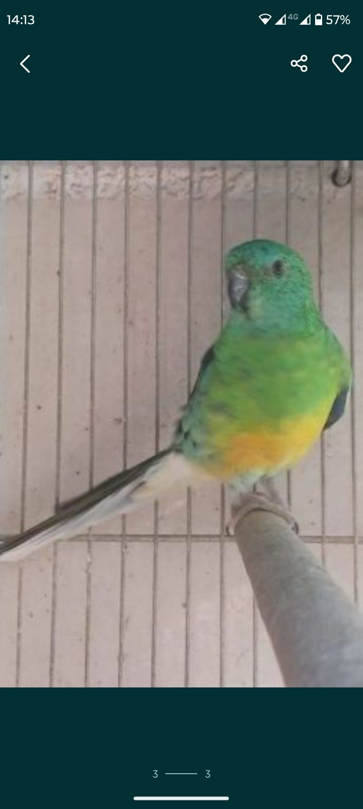 Várias Aves Pequeno Porte