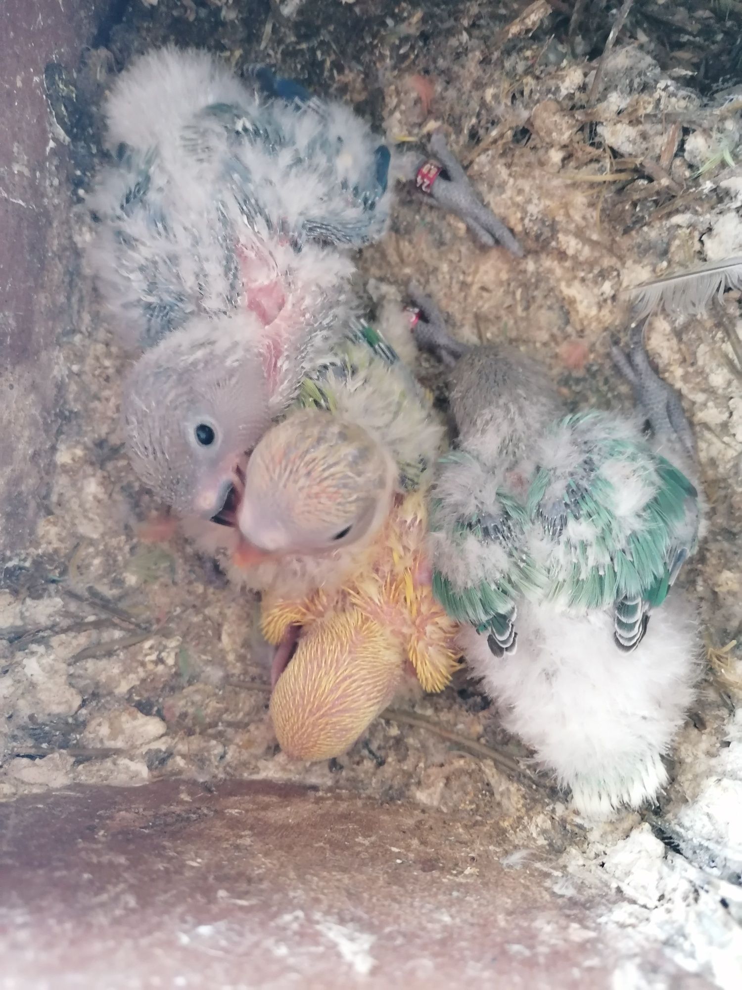 Agapornis e Caturras para domesticar