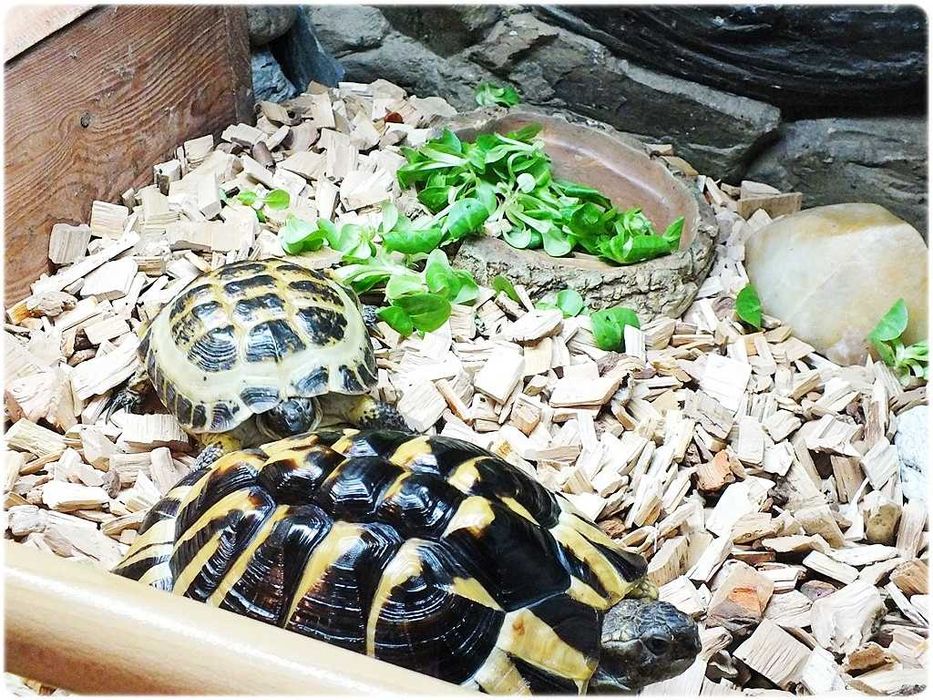 Duże Terrarium z szafką + Żółw / Żółwie z dokumentami i wyposażeniem