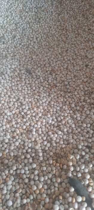 Sprzedam groch ogólnoużytkowy odsiewki, połówki, dla kur, gołębi,