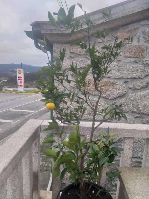 Laranjeira para venda