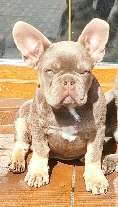 Продажа. Вязка. Элитный изабелловый французский бульдог