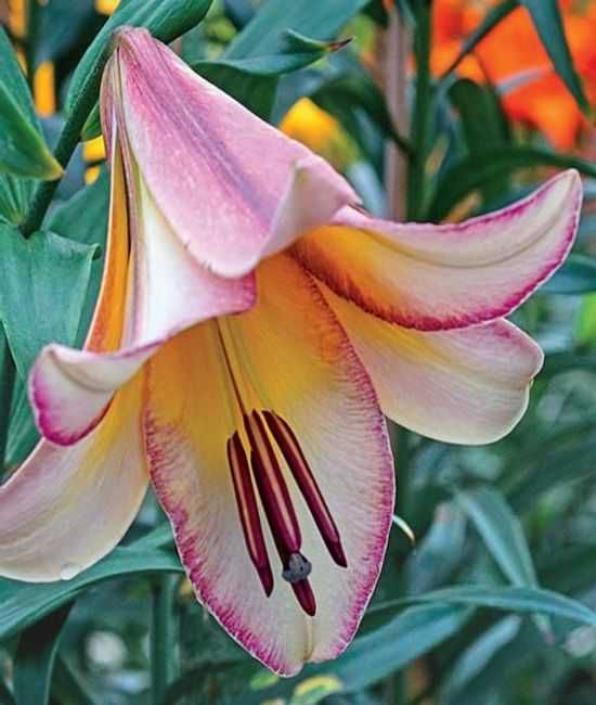 Lilie drzewiaste zestaw 6 różnych odmian 45 zł