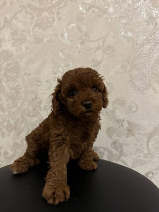 Дівчинка ред той пудель КФСУ