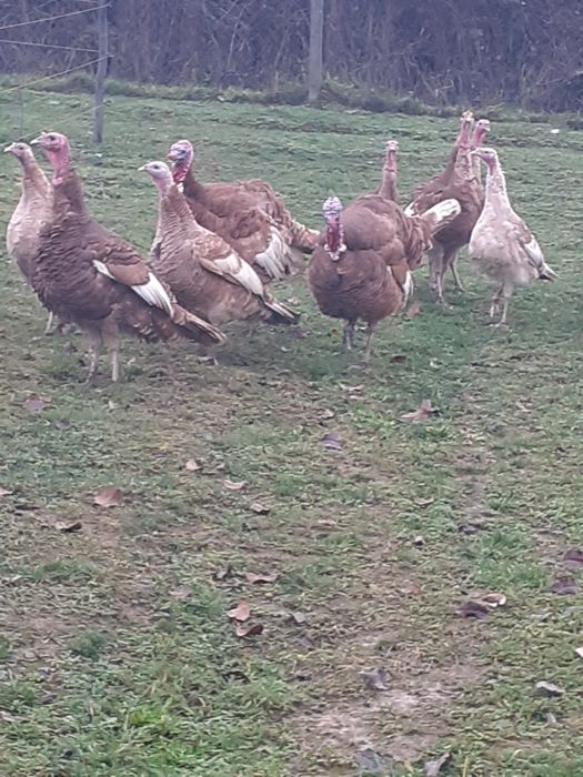 Продам Індики Бурбони