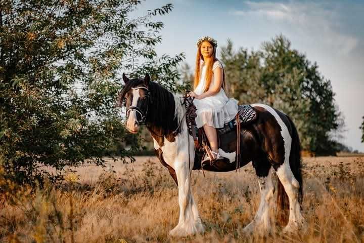 Stanówka Ogier Irish Cob/Tinker