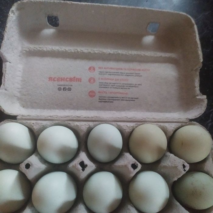 Ія мішаних курей