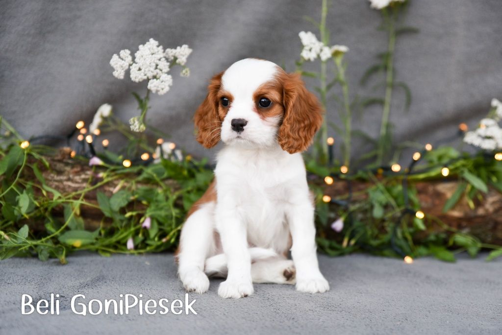 Cavalier King Charles Spaniel Blenheim