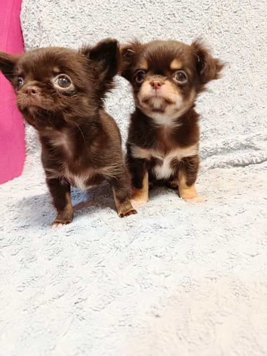 Чихуа довго шерстні,хлопчики