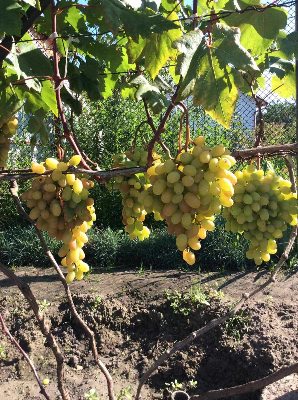 Саджанці винограду столових сортів \ черенки