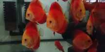 GB Dyskowce red melon 6-7cm Hodowla własna