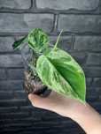 Philodendron Hederaceum Var Oxycardium Variegata #1