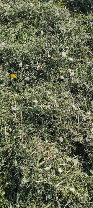 Idealne siano sianko dla królików, szynszyli i innych gryzoni