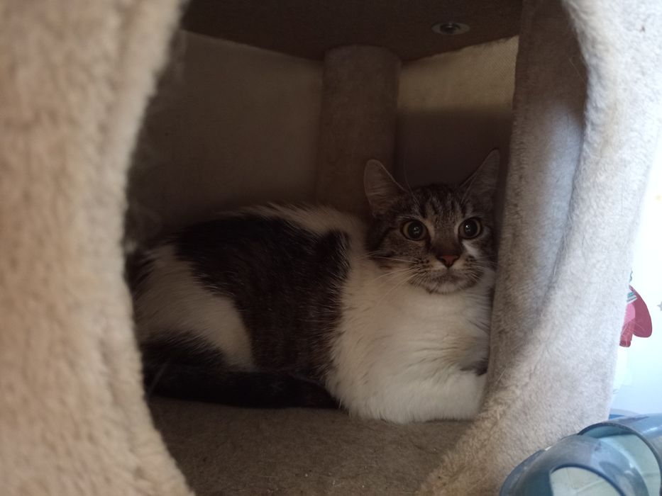 Ostrożna Christiane do adopcji