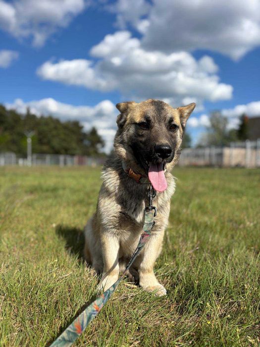 1,5 roczny psiak Corgi, nieśmiały, odnajduje się w towarzystwie psów