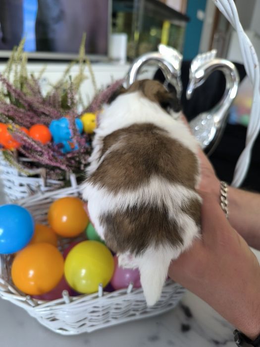 Suczka shih tzu Zhpr UCI umowa chip wyprawka rodowód 4 pokoleniowy