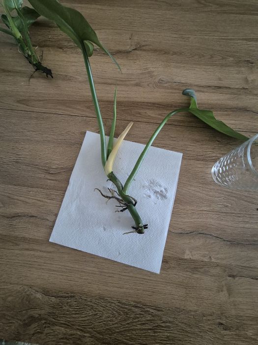 Philodendron silver ukorzenione odnóżki