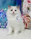Piękny kocurek Ragdoll blue bicolor,  rodowód FPL