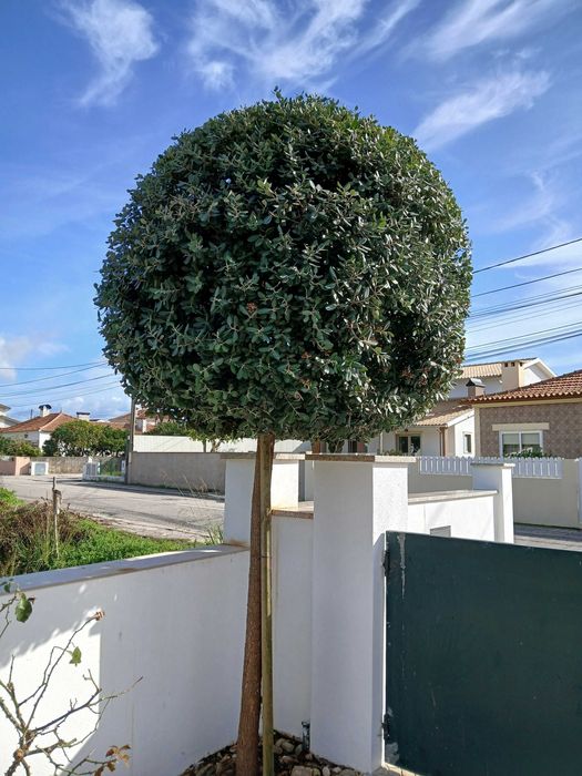 Arvore decorativa, jardim