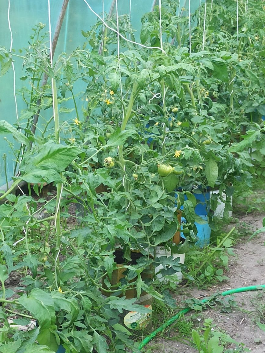 Ekologiczna rozsada pomidorów holenderskich malinowych i  ogorkow